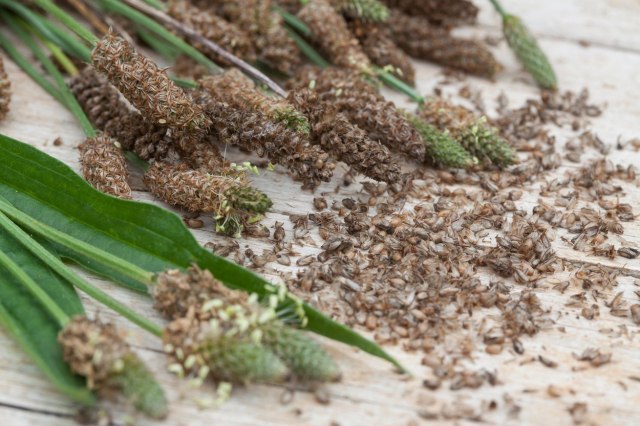 Bokvica: Biljka koja pomaže pri mršavljenju i odvikavanju od pušenja